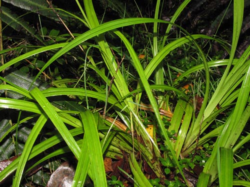 Bild von Uncinia multifaria (). Klicken Sie, um den Ausschnitt zu vergrössern.