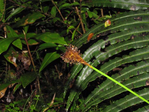 Bild von Uncinia multifaria (). Klicken Sie, um den Ausschnitt zu vergrössern.