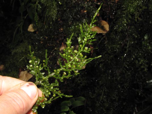 Image of Hymenophyllum caudiculatum var. Productum (). Click to enlarge parts of image.