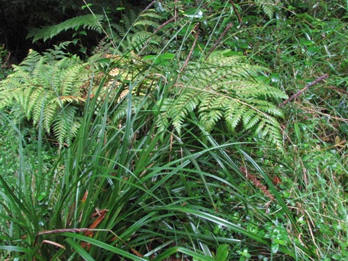 Image of Unicinia tenuis (). Click to enlarge parts of image.