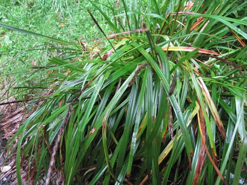 Image of Unicinia tenuis (). Click to enlarge parts of image.