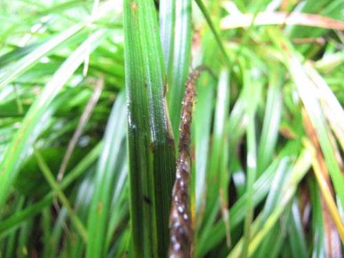 Image of Unicinia tenuis (). Click to enlarge parts of image.