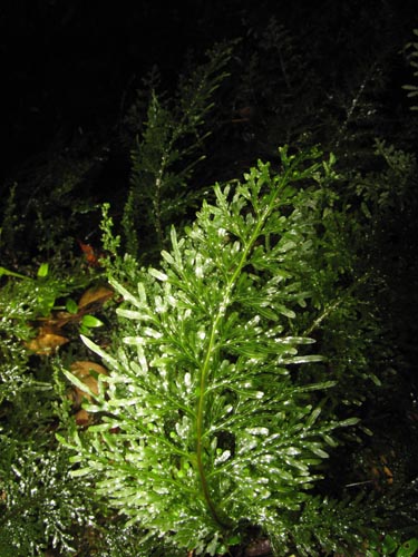 Image of Hymenophyllum caudiculatum var. Productum (). Click to enlarge parts of image.
