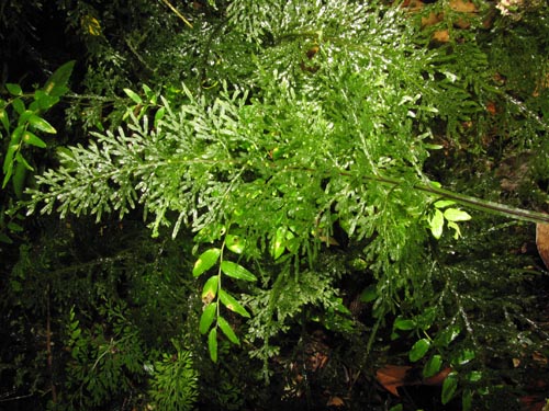 Image of Hymenophyllum caudiculatum var. Productum (). Click to enlarge parts of image.