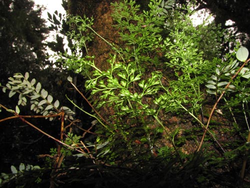 Imágen de Planta no identificada (Fern) sp. #3184 (). Haga un clic para aumentar parte de imágen.