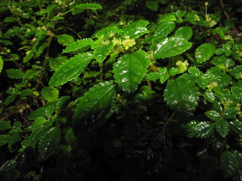 Pilea elliptica的照片