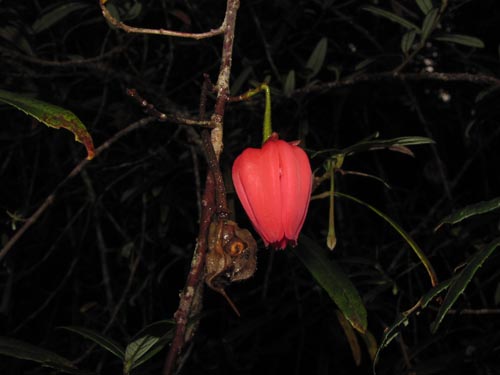 Image of Crinodendron hookerianum (). Click to enlarge parts of image.