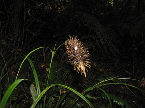 Image of Uncinia erinaceae (). Click to enlarge parts of image.