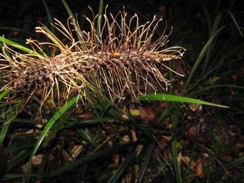 Image of Uncinia erinaceae (). Click to enlarge parts of image.
