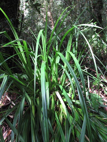 Image of Uncinia erinaceae (). Click to enlarge parts of image.