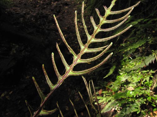 Image of Blechnum blechnoides (). Click to enlarge parts of image.