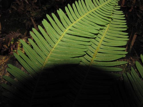 Image of Blechnum blechnoides (). Click to enlarge parts of image.