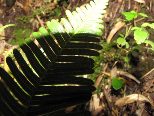 Image of Blechnum blechnoides (). Click to enlarge parts of image.