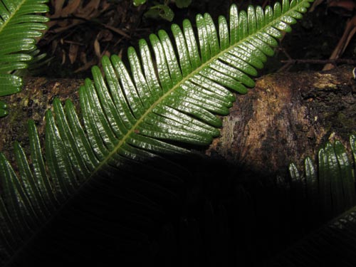 Image of Blechnum blechnoides (). Click to enlarge parts of image.