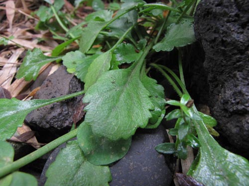 Bild von Asteraceae sp. #3155 (). Klicken Sie, um den Ausschnitt zu vergrössern.