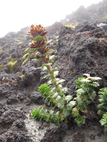 Image of Nassauvia dentata (). Click to enlarge parts of image.