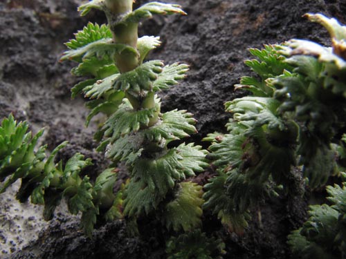 Image of Nassauvia dentata (). Click to enlarge parts of image.