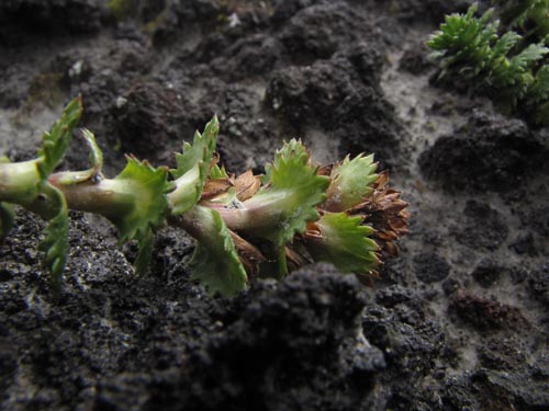 Imágen de Nassauvia dentata (). Haga un clic para aumentar parte de imágen.