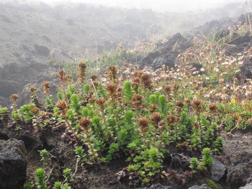Image of Nassauvia dentata (). Click to enlarge parts of image.