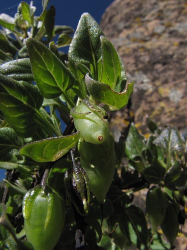 Image of Solanaceae sp. #1993 (). Click to enlarge parts of image.