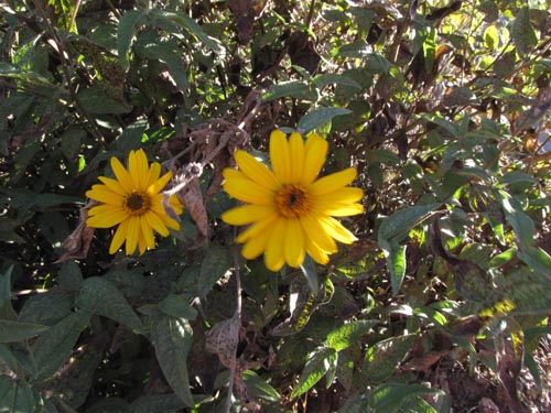Image of Asteraceae sp. #3167 (). Click to enlarge parts of image.