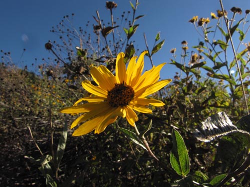 Image of Asteraceae sp. #3167 (). Click to enlarge parts of image.