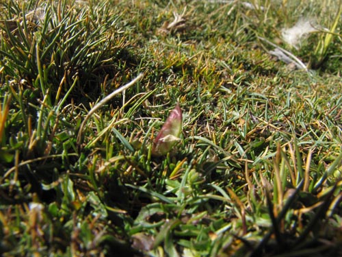 Image of Fabaceae sp. #2464 (). Click to enlarge parts of image.