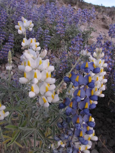Image of Lupinus oreophilus var. alba (). Click to enlarge parts of image.