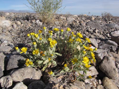 Image of Senecio sp. #3131 (). Click to enlarge parts of image.