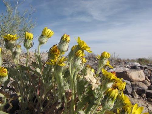 Image of Senecio sp. #3131 (). Click to enlarge parts of image.