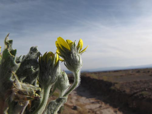Image of Senecio sp. #3131 (). Click to enlarge parts of image.