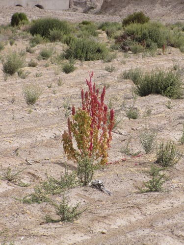 Chenopodium quinoa的照片
