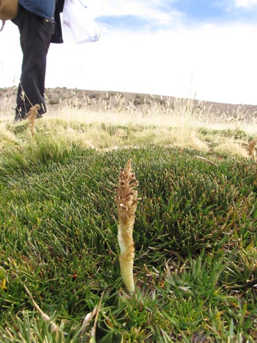 Image of Aa nervosa (). Click to enlarge parts of image.