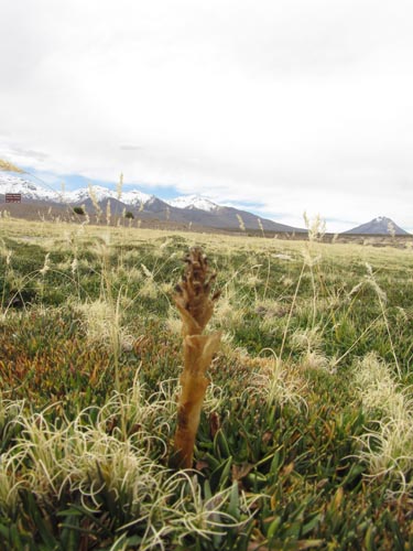 Image of Aa nervosa (). Click to enlarge parts of image.