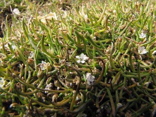 Image of Unidentified Plant sp. #2461 (). Click to enlarge parts of image.