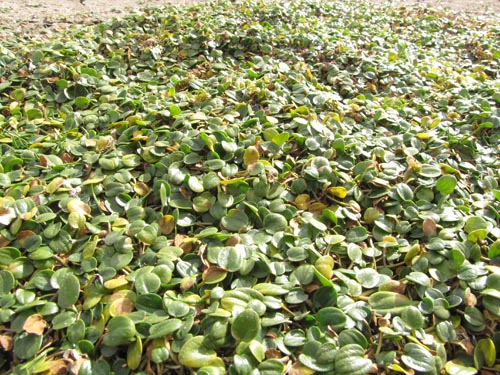 Image of Unidentified Plant sp. #3136 (). Click to enlarge parts of image.