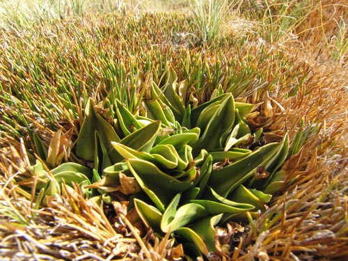 Image of Aa nervosa (). Click to enlarge parts of image.