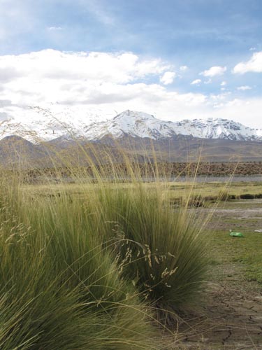 Image of Poaceae sp. #2466 (). Click to enlarge parts of image.