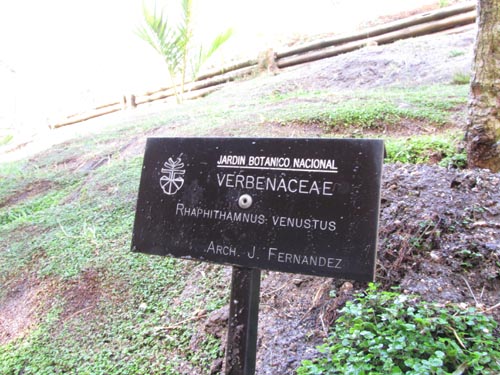 Image of Rhaphithamnus venustus (). Click to enlarge parts of image.