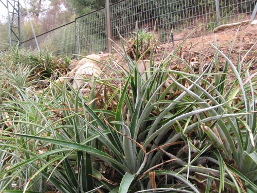 Image of Ochagavia elegans (). Click to enlarge parts of image.