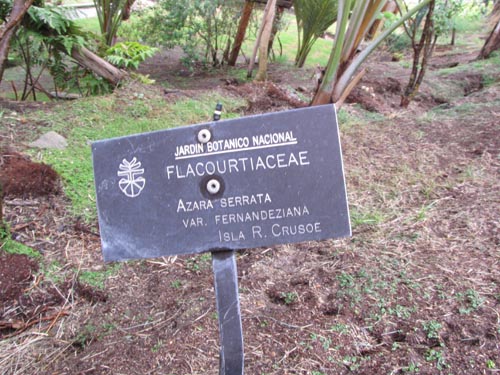 Imágen de Azara celastrina var. Fernandeziana (). Haga un clic para aumentar parte de imágen.