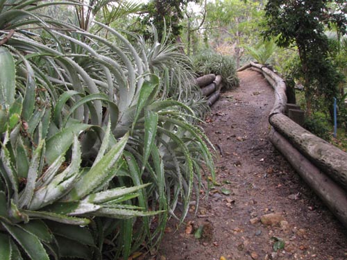 Ochagavia elegans의 사진