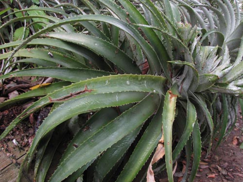 Ochagavia elegans의 사진