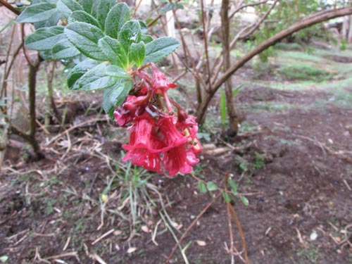 Image of Escallonia callcottiae (). Click to enlarge parts of image.