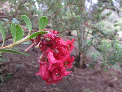 Image of Escallonia callcottiae (). Click to enlarge parts of image.