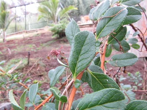 Image of Escallonia callcottiae (). Click to enlarge parts of image.