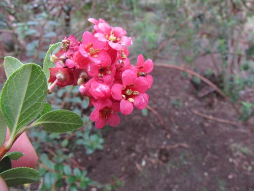 Image of Escallonia callcottiae (). Click to enlarge parts of image.
