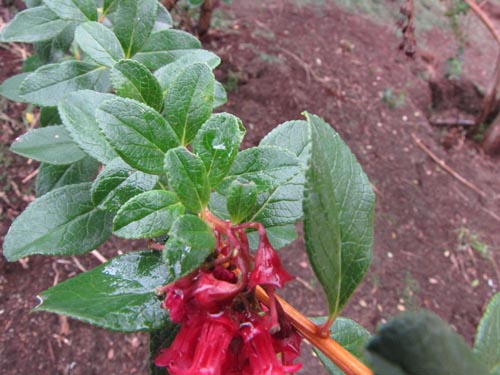 Image of Escallonia callcottiae (). Click to enlarge parts of image.