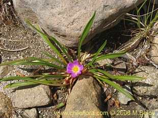 关于这个商品看更多资料和购买别的数量