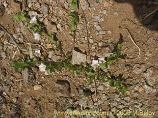 关于这个商品看更多资料和购买别的数量